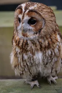 OwlDreams_Front