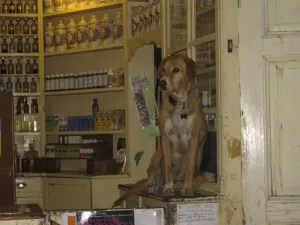 Most dogs have a special spot.