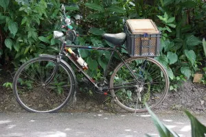 Delivery bike equipped with Cuban rum.