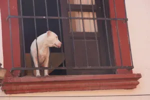 Perro de San Miguel