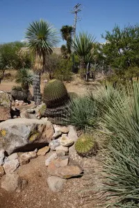 Cactus in El Charco Del Ingenio