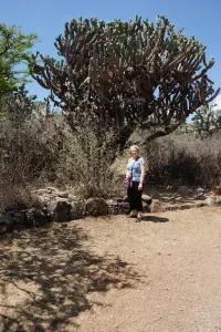 Tree size cholla cactus in El Charco del Ingenio
