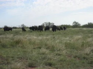 Caprock Buffalo