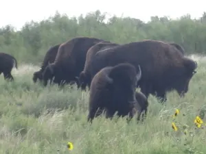 Official Texas Bison Herd