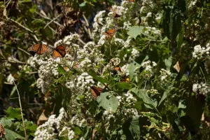 Monarchs seem to prefer white flowers.