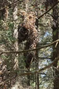 Monarchs clustered in pines