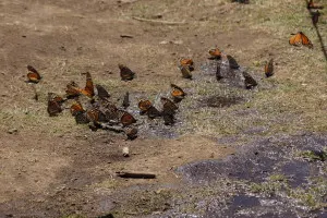 Monarchs drinking from pools of water.